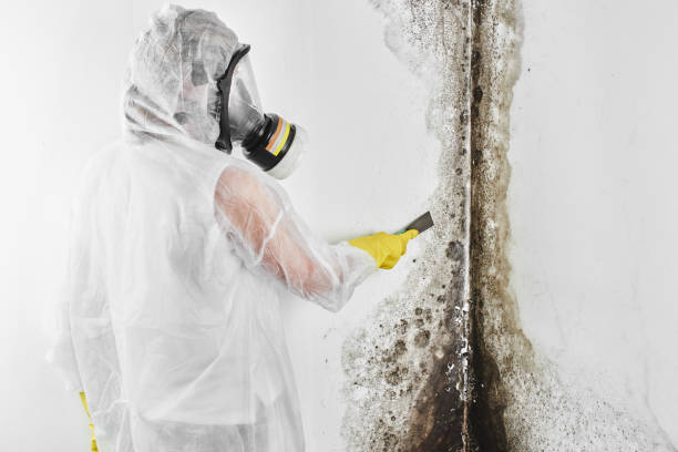 Best Mold Cleaning Services  in Marysville, OH