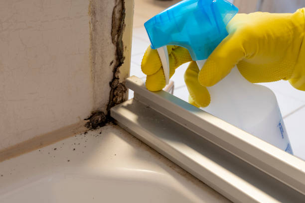 Best Mold Removal Company Near Me  in Marysville, OH