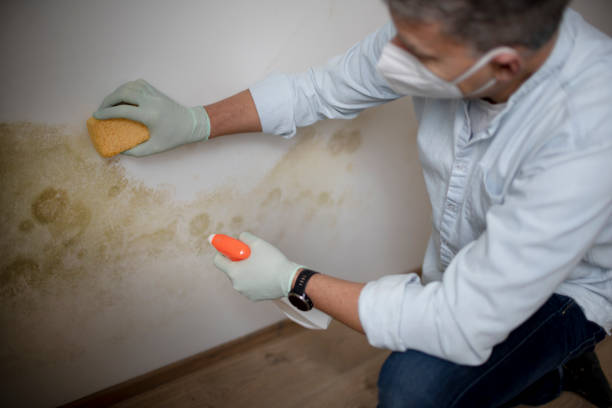 Best Professional Mold Removal  in Marysville, OH