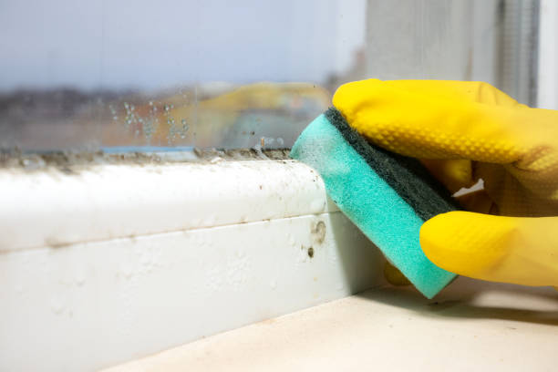 Best Mold Damage Repair  in Marysville, OH