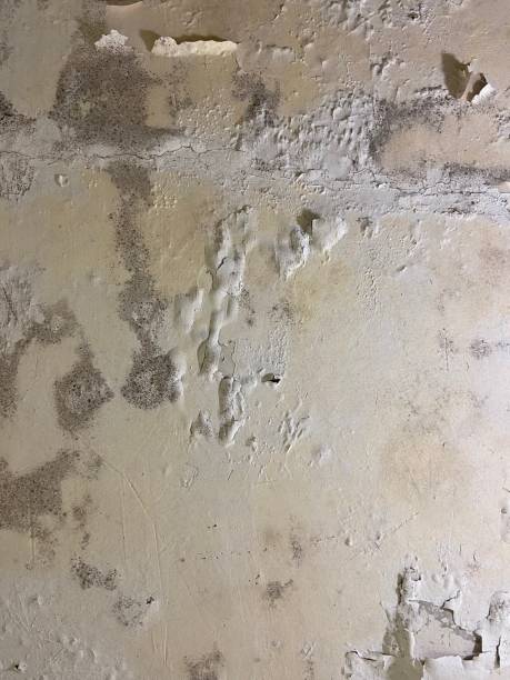 Best Mold Removal Near Me  in Marysville, OH