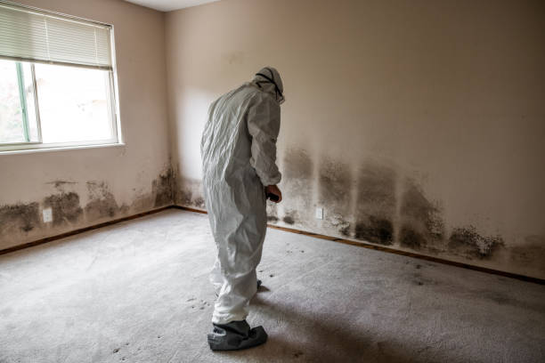 Best Home Mold Removal  in Marysville, OH