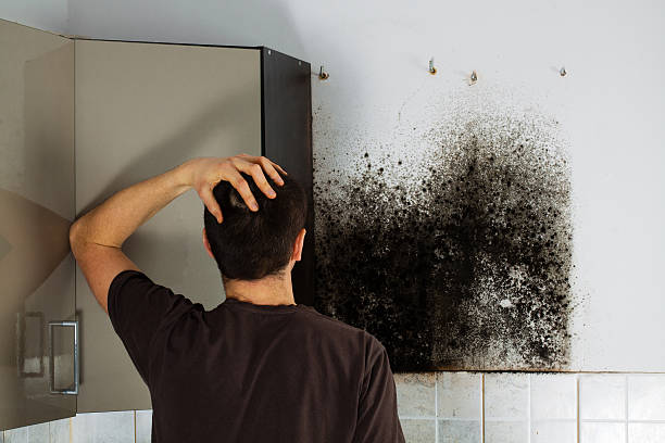 Best Mold Removal Specialists  in Marysville, OH