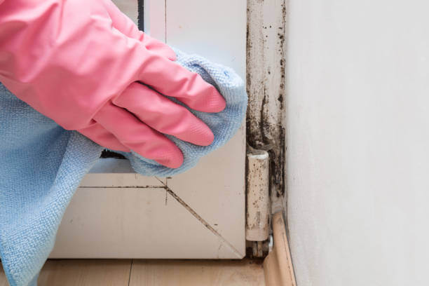 Best Attic Mold Removal  in Marysville, OH